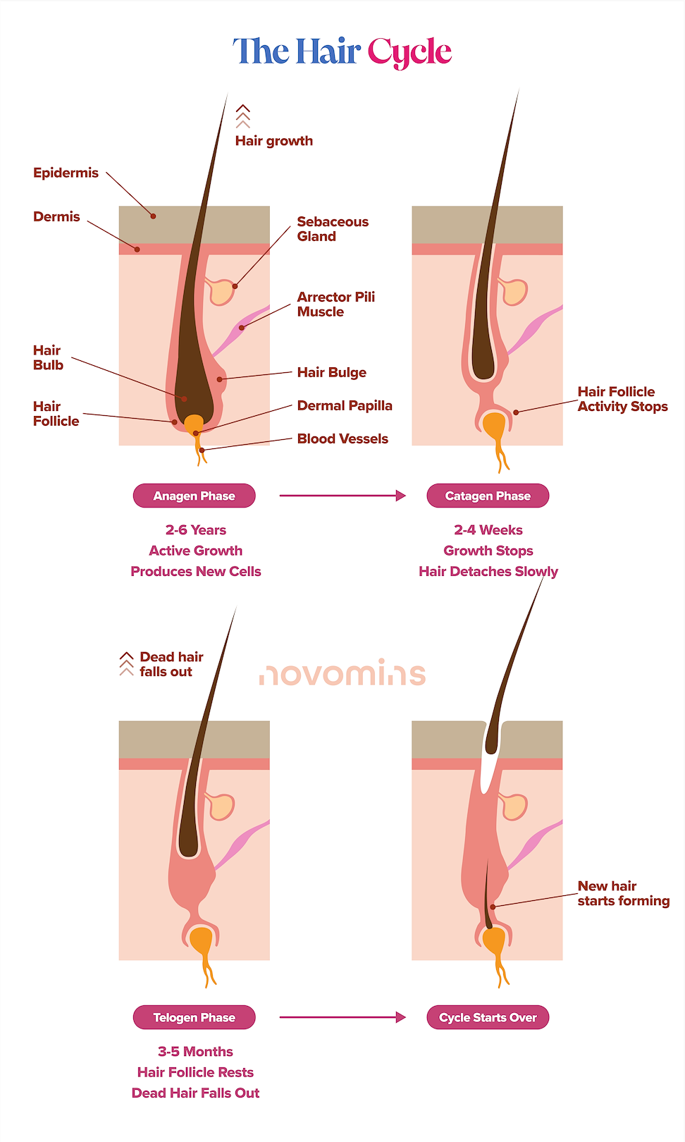 El ciclo del cabello