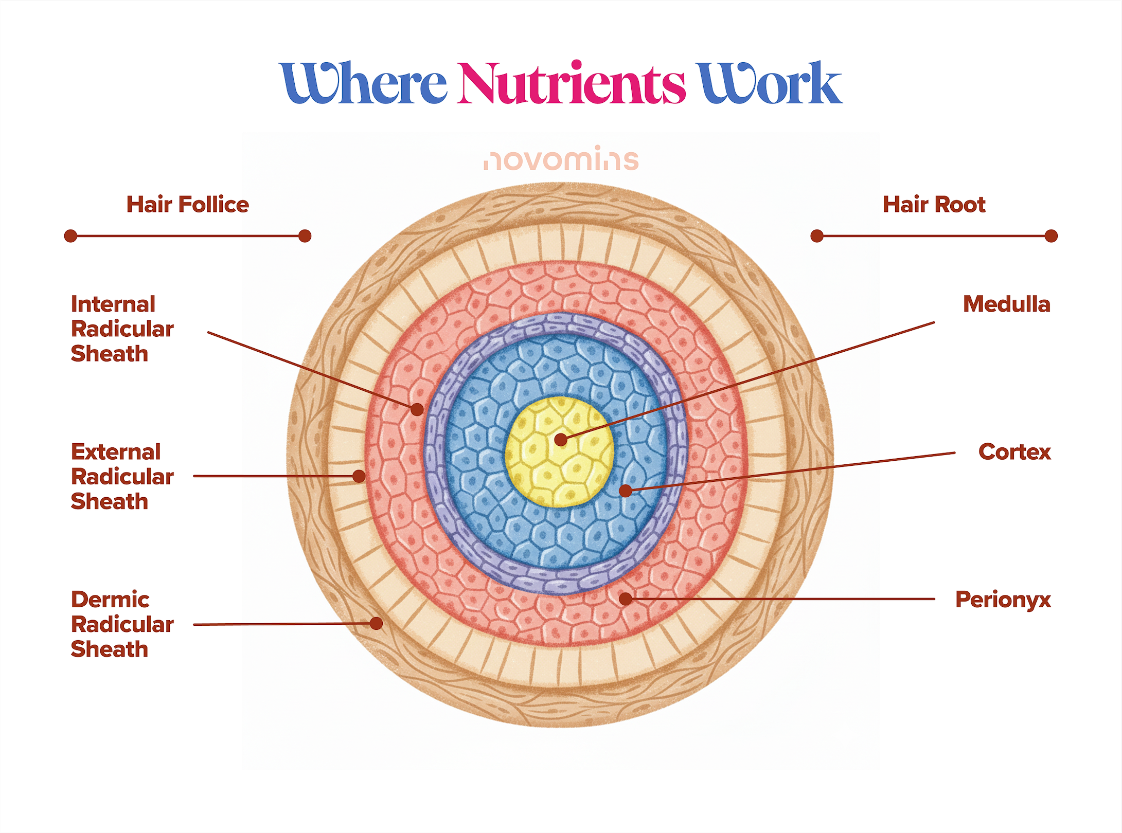 Nutrientes en el cabello. Folículo piloso. Estructura capilar.