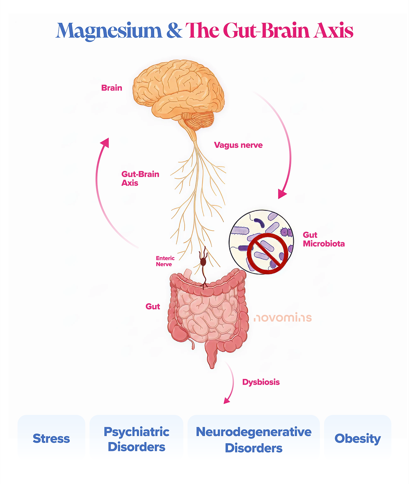 Magnesium & The Gut-Brain Axis.
