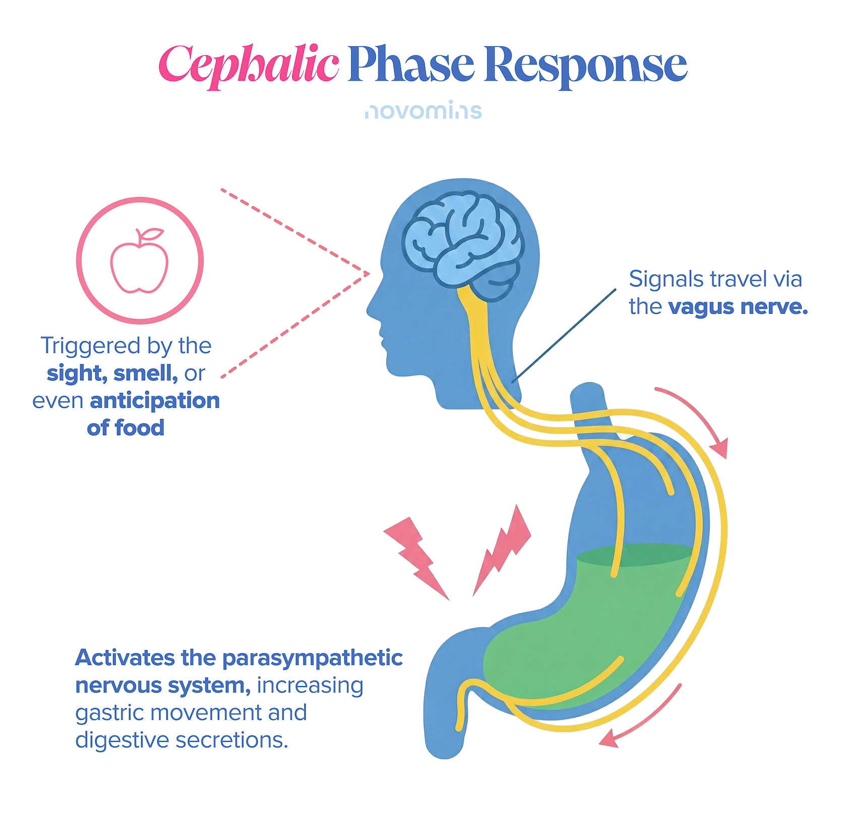 The Cephalic Phase Response