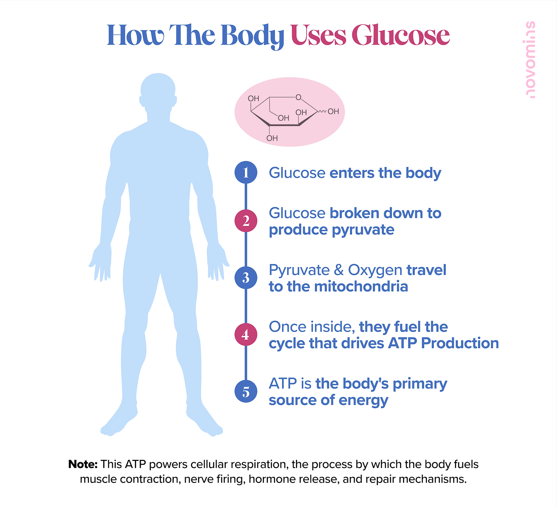 how does the body use glucose? do i need glucose? is glucose bad? is sugar bad?