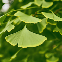 Ginkgo-biloba-Extrakt