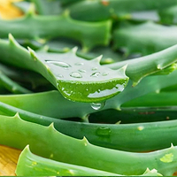 Aloe Vera Extract