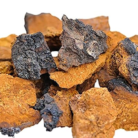 Chaga Extract