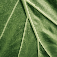 Damiana Extract