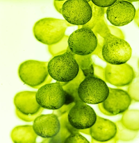 EPA
