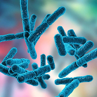 Lactobacillus Acidophilus