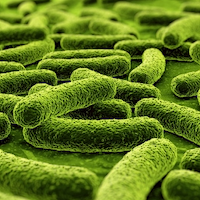 Lactobacillus