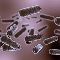 Lactobacillus Rhamnosus
