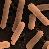 Lactobacillus Reuteri