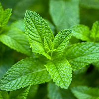 Estratto di menta piperita