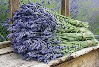 Lavender Extract