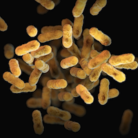 Bifidobacterium Animalis