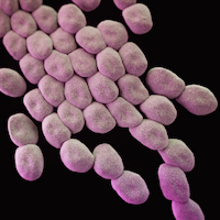 Bifidobacterium Breve M-16V