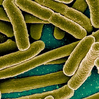 Bifidobacterium Longum