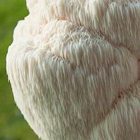 Poudre d'Hericium Erinaceus (Crinière de lion)