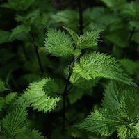 Nettle Leaf Extract