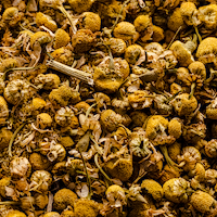 Tribulus Terrestris