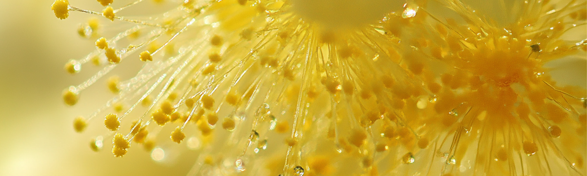 Mimosa Aroma