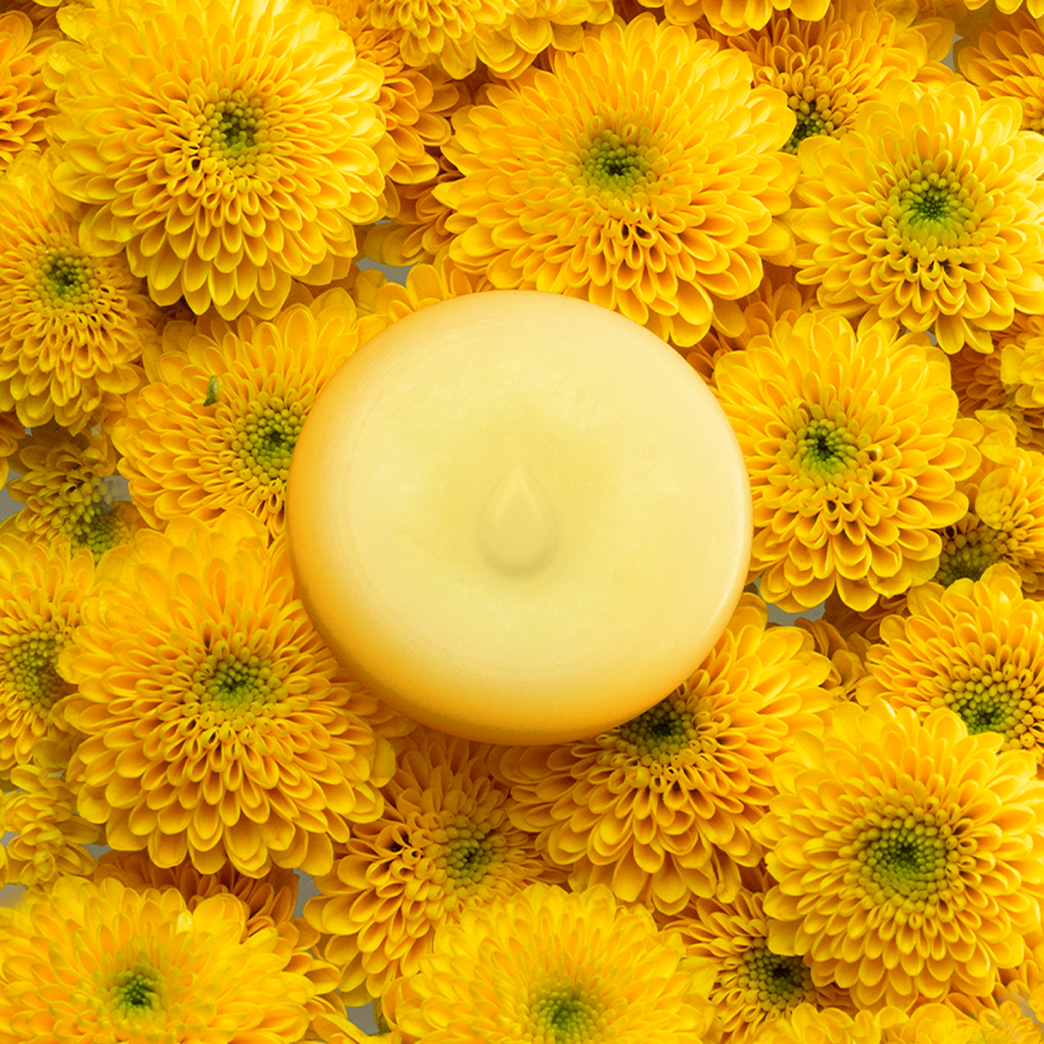 Mimosa Melts