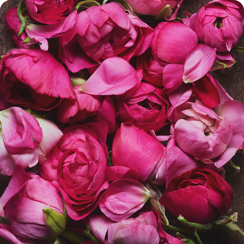 Peony