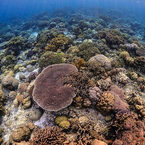 The Impact Of Sunscreen On The Coral Reefs