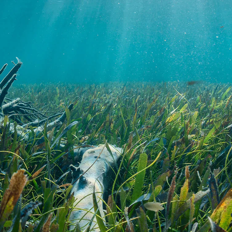 The Impact Of Sunscreen On The Coral Reefs