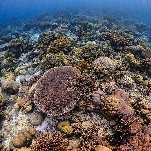 The Impact Of Sunscreen On The Coral Reefs
