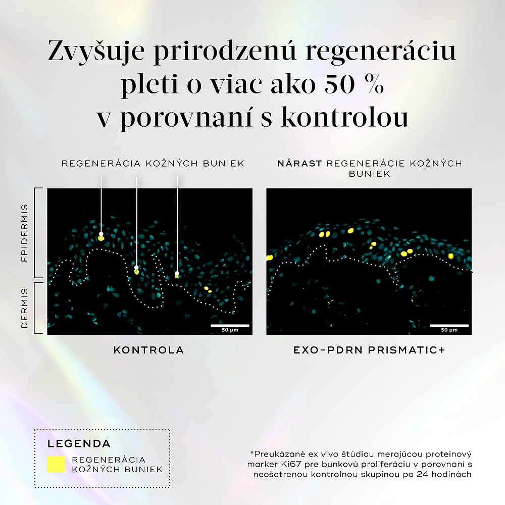 Grafika s názvom „Boost Natural Rejuvenation by over 50% vs Control“ porovnáva dva rezy dermis a epidermis pokožky, pričom znázorňuje bežnú obnovu buniek a výrazne zvýšenú omladzujúcu bunkovú aktivitu s produktom Exo-PDRN Prismatic+, čo je podložené ex vivo štúdiou merajúcou proteínový marker Ki67 po 24 hodinách.