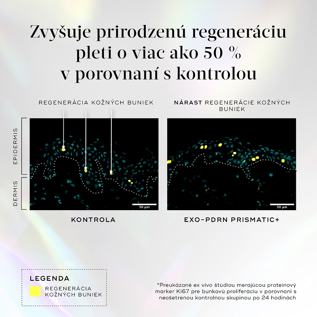 Grafika s názvom „Boost Natural Rejuvenation by over 50% vs Control“ porovnáva dva rezy dermis a epidermis pokožky, pričom znázorňuje bežnú obnovu buniek a výrazne zvýšenú omladzujúcu bunkovú aktivitu s produktom Exo-PDRN Prismatic+, čo je podložené ex vivo štúdiou merajúcou proteínový marker Ki67 po 24 hodinách.