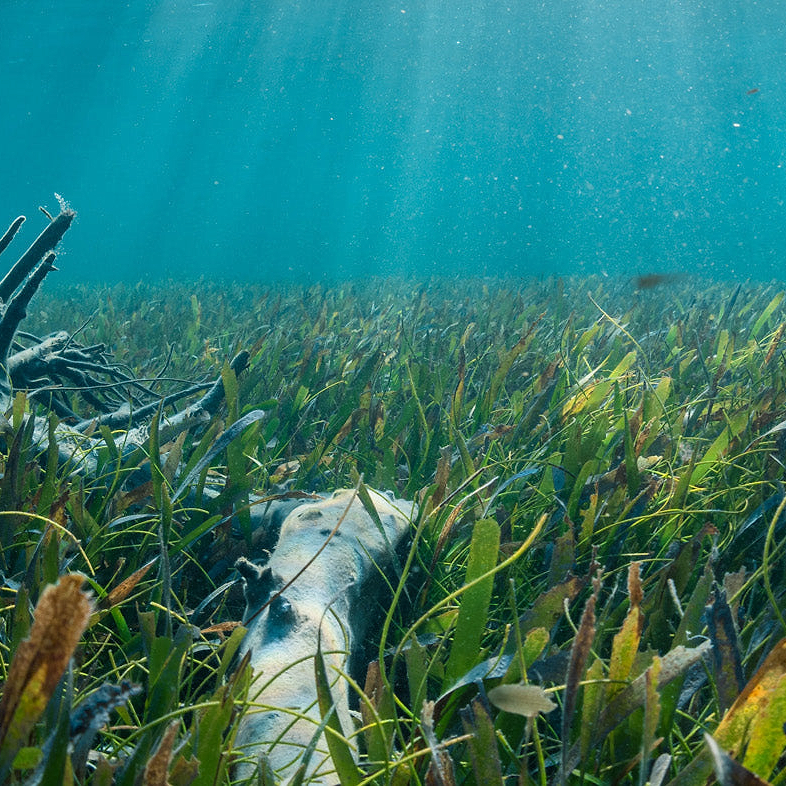 The Impact Of Sunscreen On The Coral Reefs