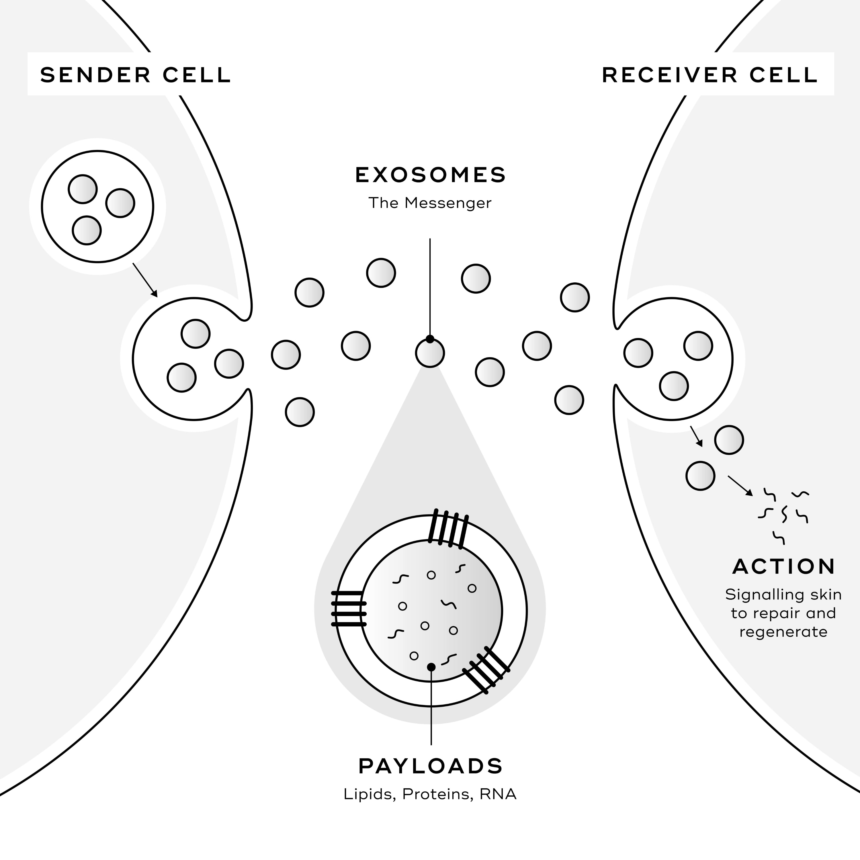 Exosome Technology: From Clinical Innovation to Daily Care – Medik8